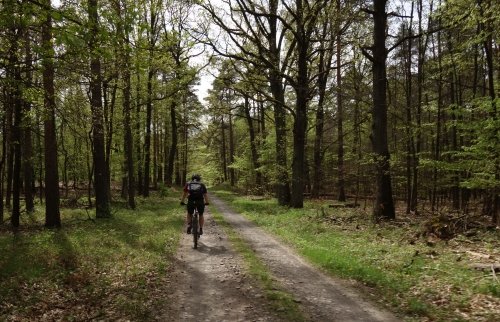 Radfahrer im hellgrünen Frühlingswald