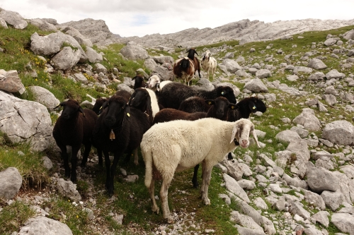 Schwarze und weiße Schafe auf einer gerölligen Wiese