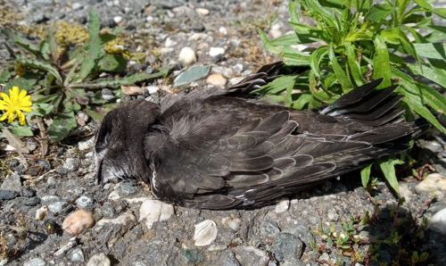 toter kleiner Mauersegler auf Asphalt